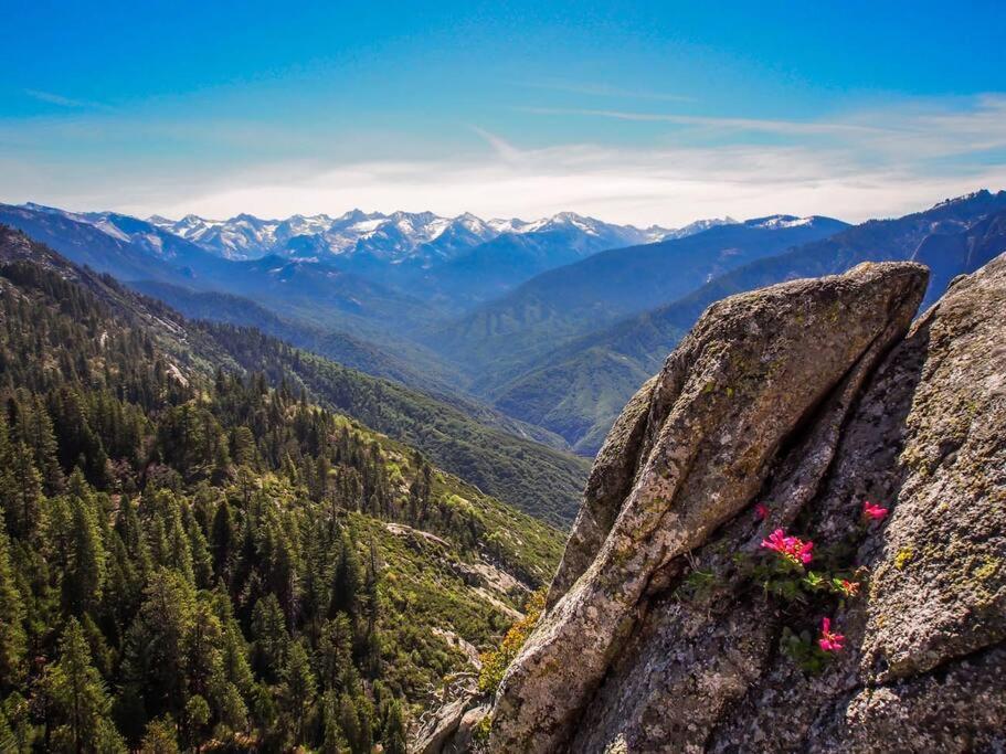 Sequoia Splendor, Inside Kings Canyon Np By Visitors Center Wilsonia 외부 사진